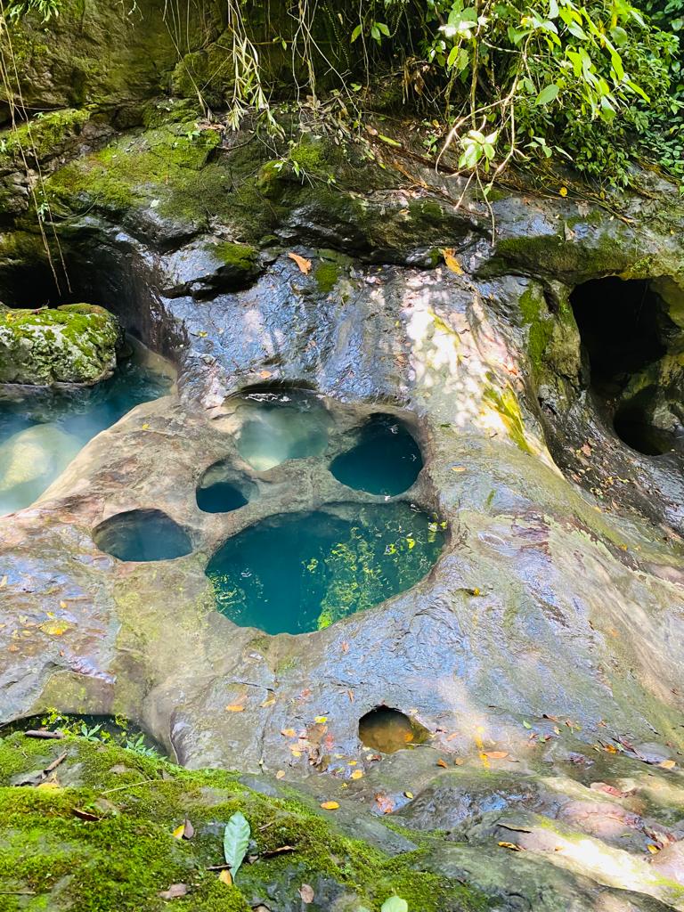 Paquete 1 - Pata de Perro